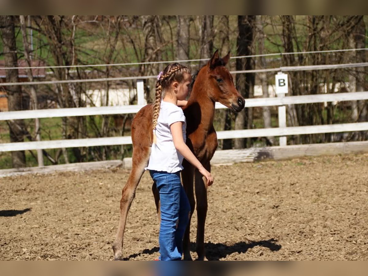 Arabian Partbred Mare  14,2 hh Brown in Plaschischen