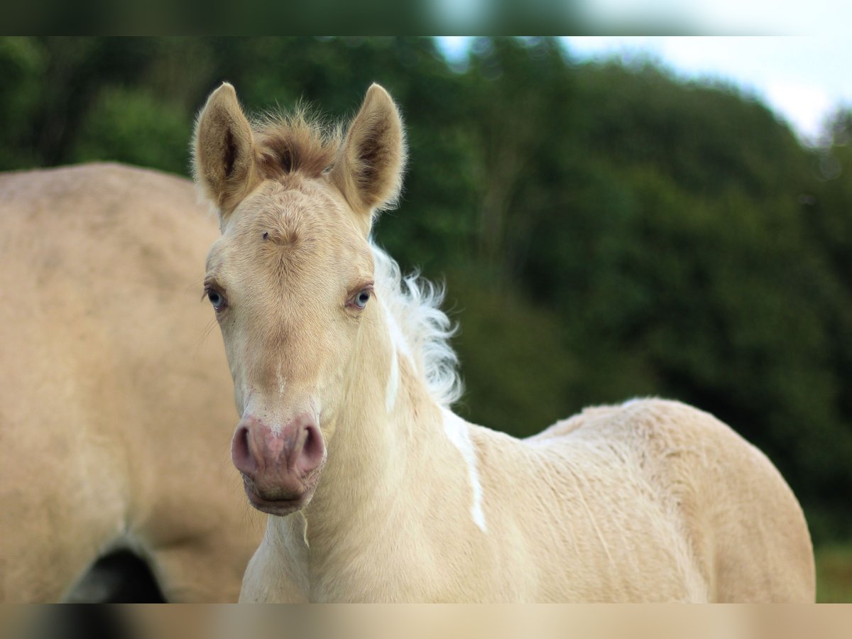 Arabian Partbred Mare Foal (06/2024) 14,2 hh Champagne in Erichem