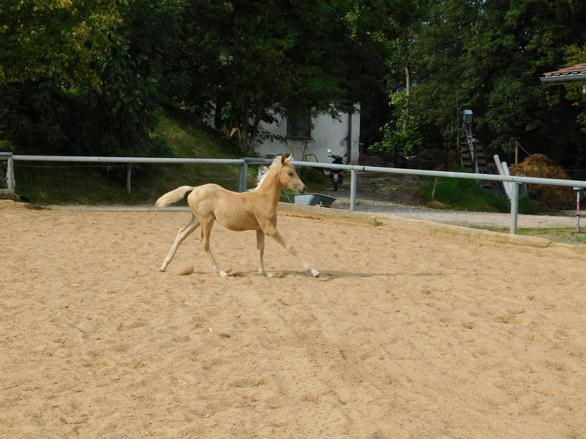 Arabian Partbred Mix Mare Foal (06/2024) 14,3 hh Palomino in Biessenhofen-Hörmanshofen