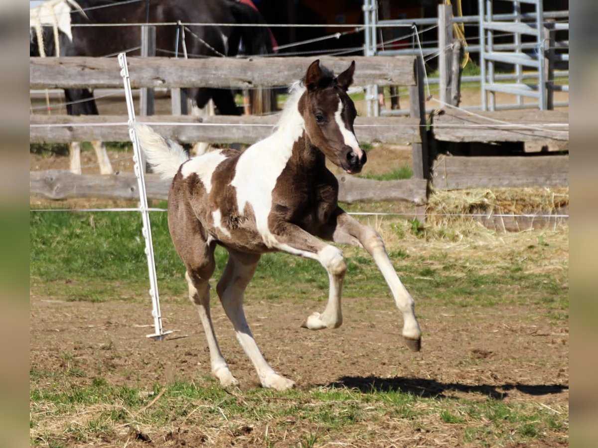 Arabian Partbred Mare Foal (03/2026) 15.1 hh Tobiano-all-colors in Keutschach