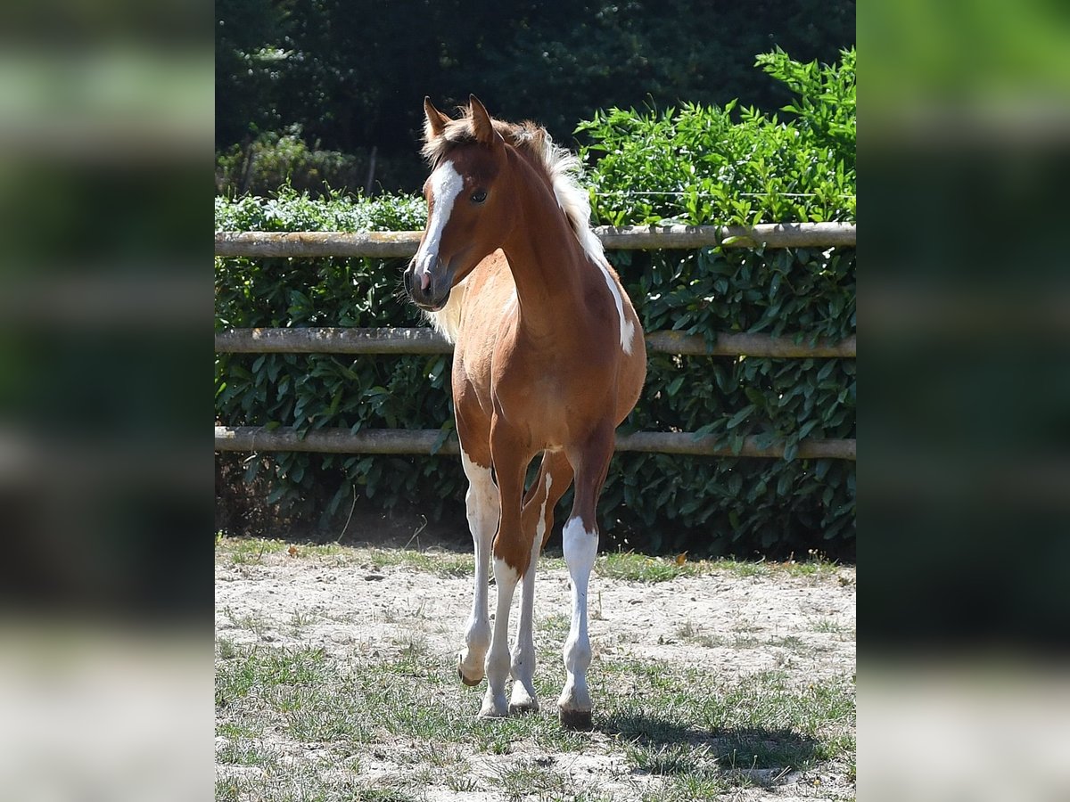 Arabian Partbred Mare Foal (04/2026) 15 hh Tobiano-all-colors in Mörsdorf