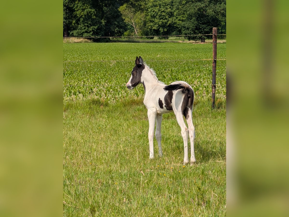 Arabian Partbred Mare Foal (05/2025) 15,1 hh Pinto in MEERHOUT