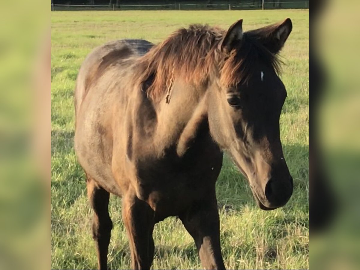 Arabian Partbred Mare Foal (03/2025) Grey-Dark-Tan in VERNON