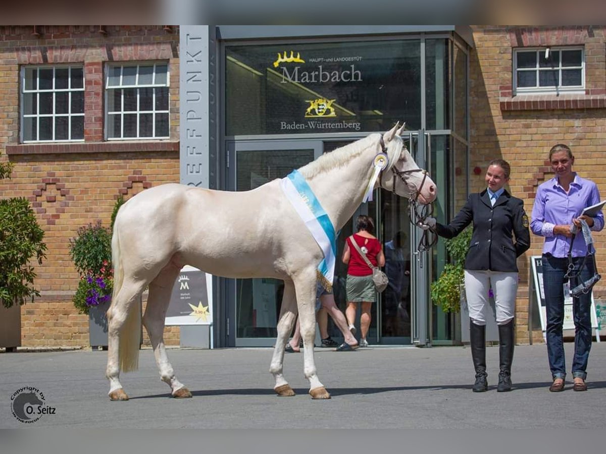 Arabian Partbred Stallion 13 years 15,2 hh Cremello in Lüdersdorf