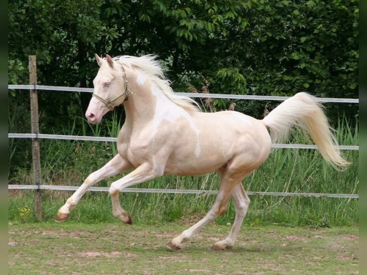 Arabian Partbred Stallion 13 years 15,2 hh Tobiano-all-colors in Kraichtal