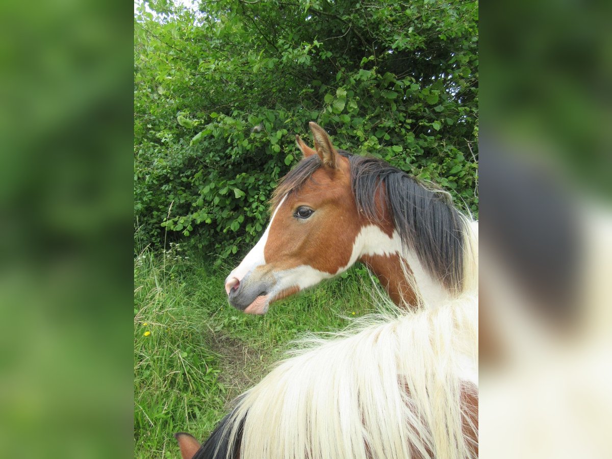 Arabian Partbred Stallion 1 year 14,2 hh Tobiano-all-colors in Nordborg