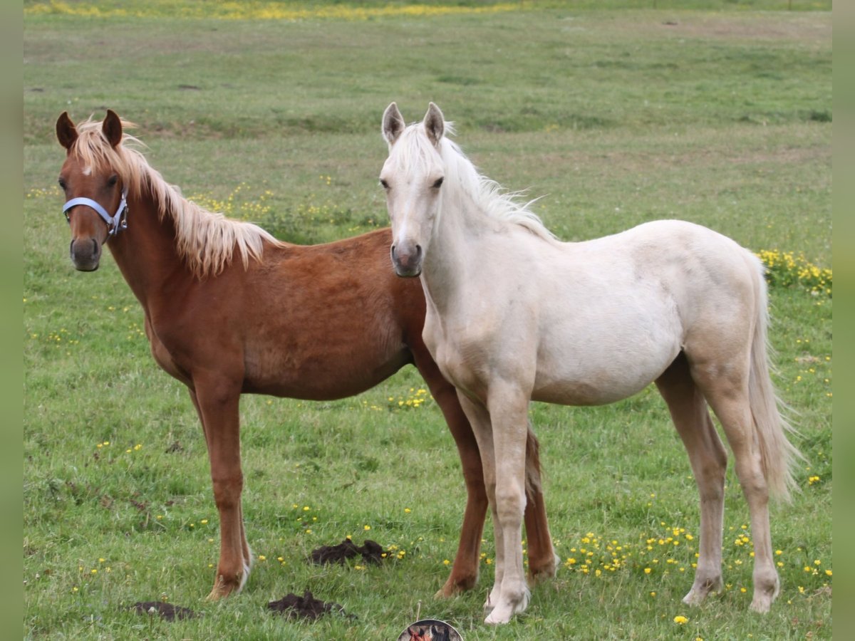 Arabian Partbred Stallion 1 year 14,2 hh Palomino in Gransee