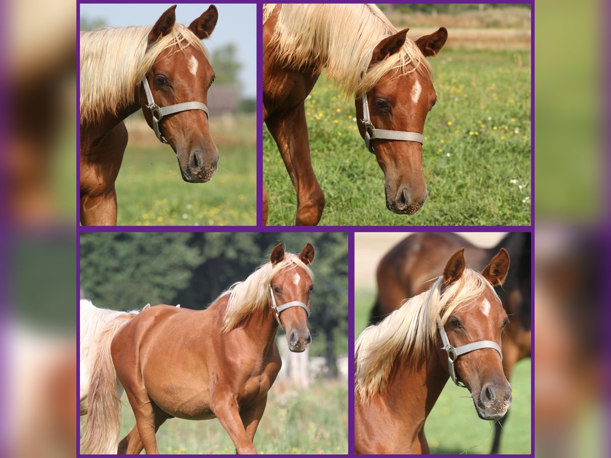 Arabian Partbred Stallion 1 year 14,3 hh Chestnut-Red in L&#xF6;wenberger Land