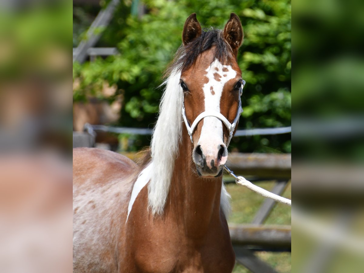 Arabian Partbred Stallion 1 year 14,3 hh Tobiano-all-colors in M&#xF6;rsdorf