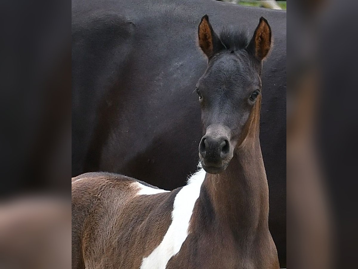 Arabian Partbred Stallion 1 year 15,1 hh Tobiano-all-colors in GödenrothMörsdorf