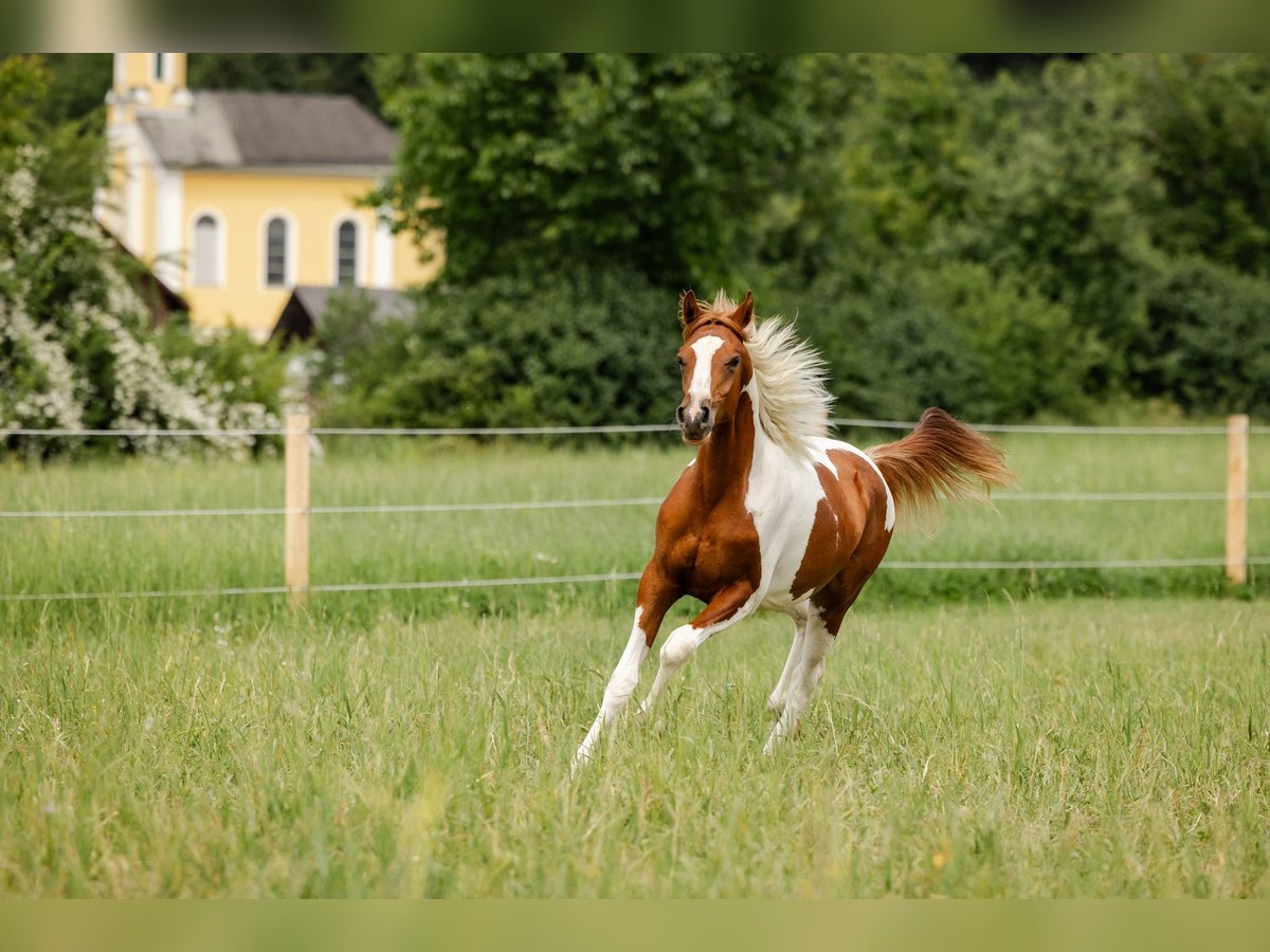 Arabian Partbred Stallion 1 year 15,1 hh Tobiano-all-colors in Ternitz