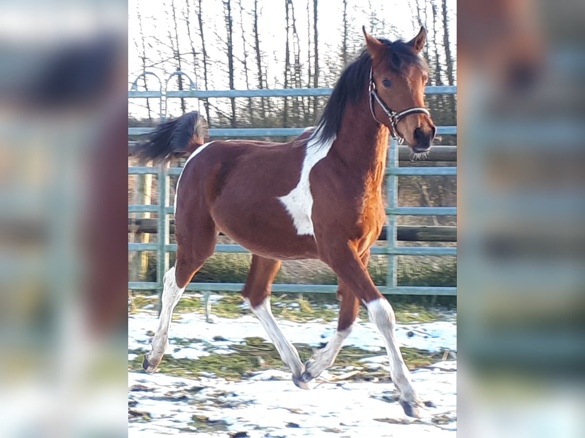 Arabian Partbred Stallion 1 year 15 hh Tobiano-all-colors in Sulingen