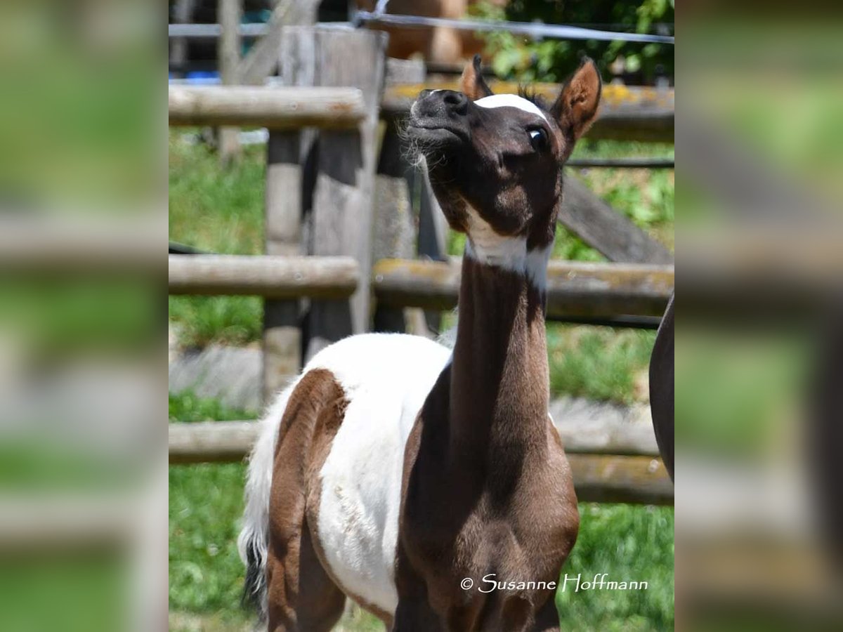 Arabian Partbred Stallion 1 year 15 hh Tovero-all-colors in Mörsdorf