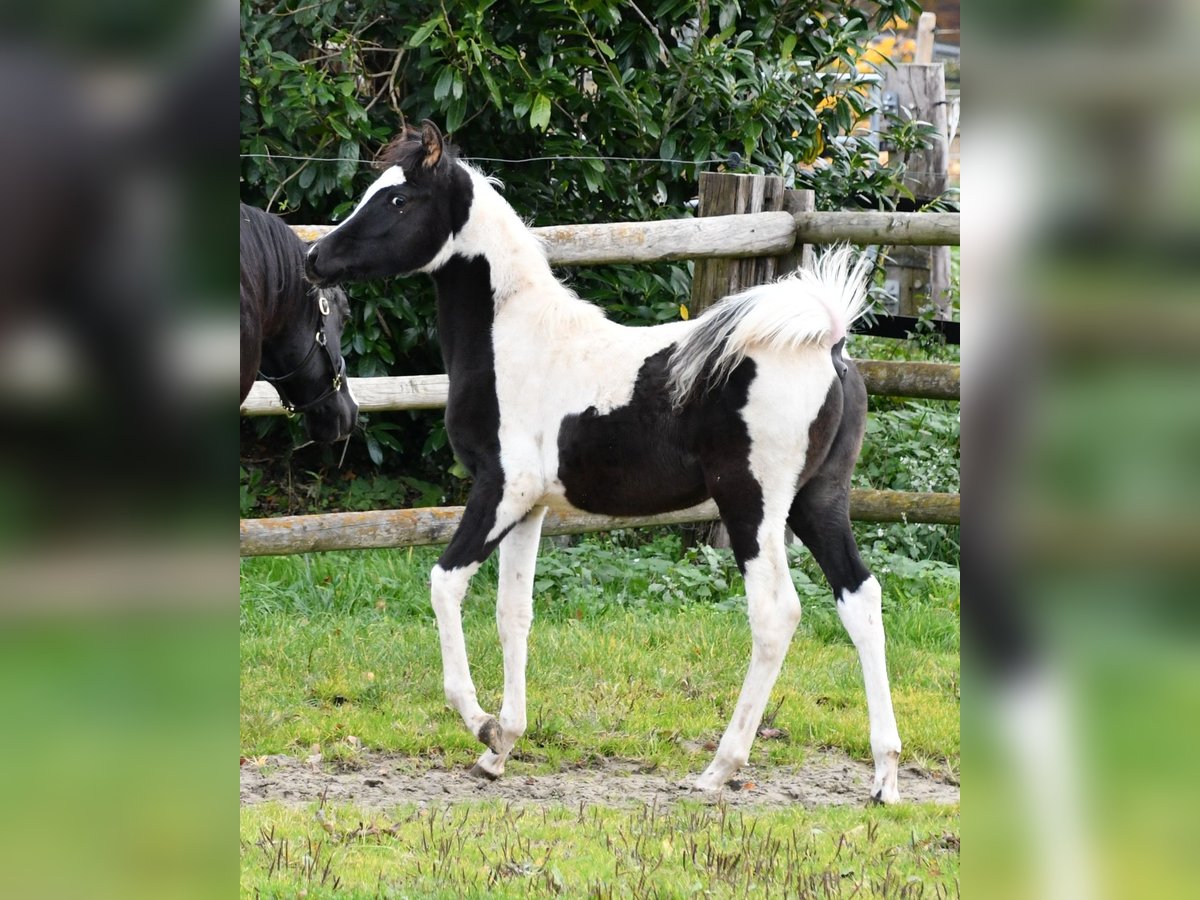 Arabian Partbred Stallion 1 year 15 hh Tovero-all-colors in Mörsdorf