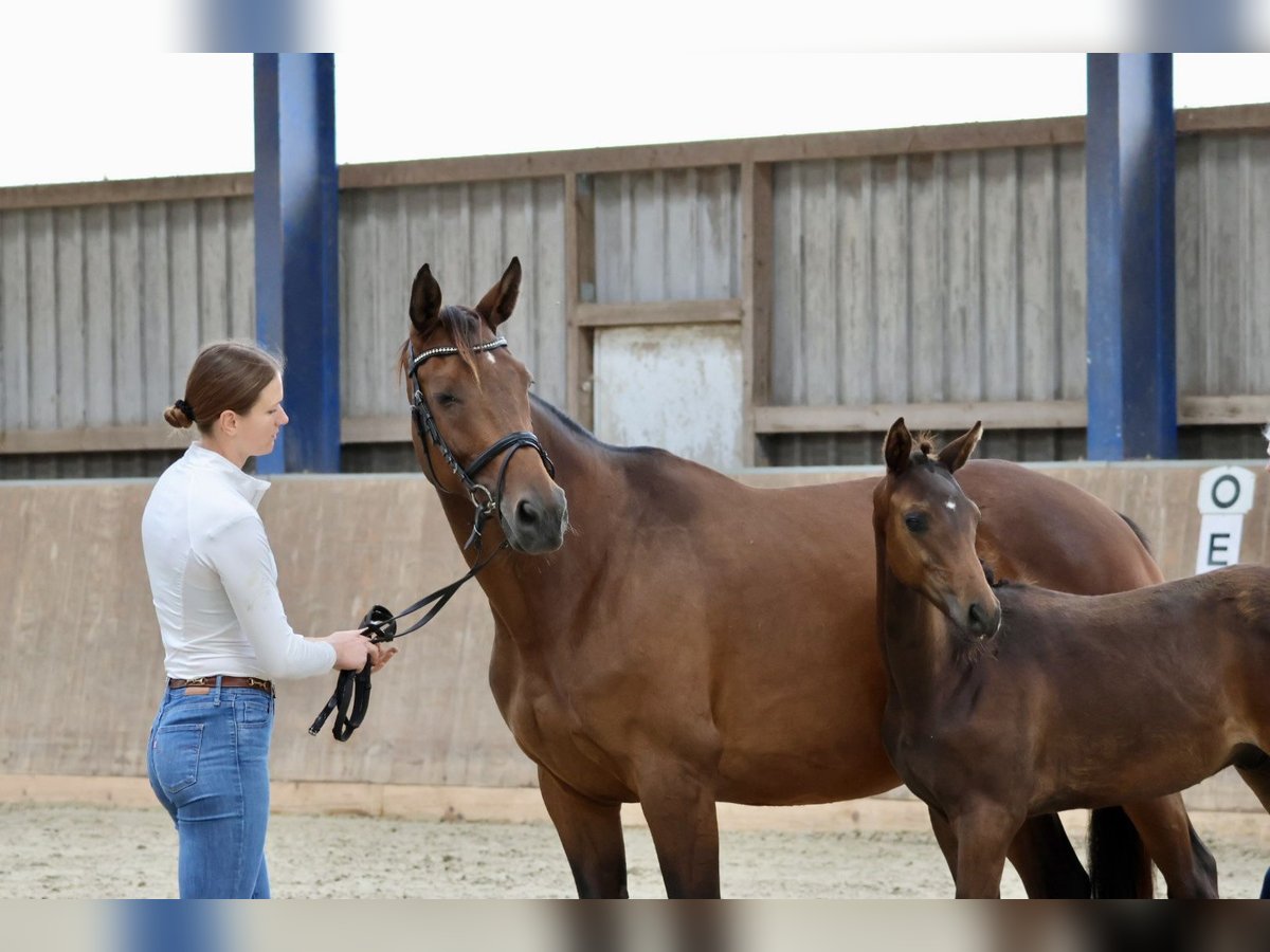 Arabian Partbred Stallion 1 year 16 hh Brown in Bad Oldesloe