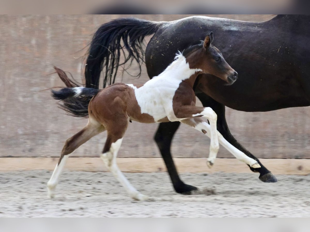 Arabian Partbred Stallion 1 year Pinto in Bad Oldesloe