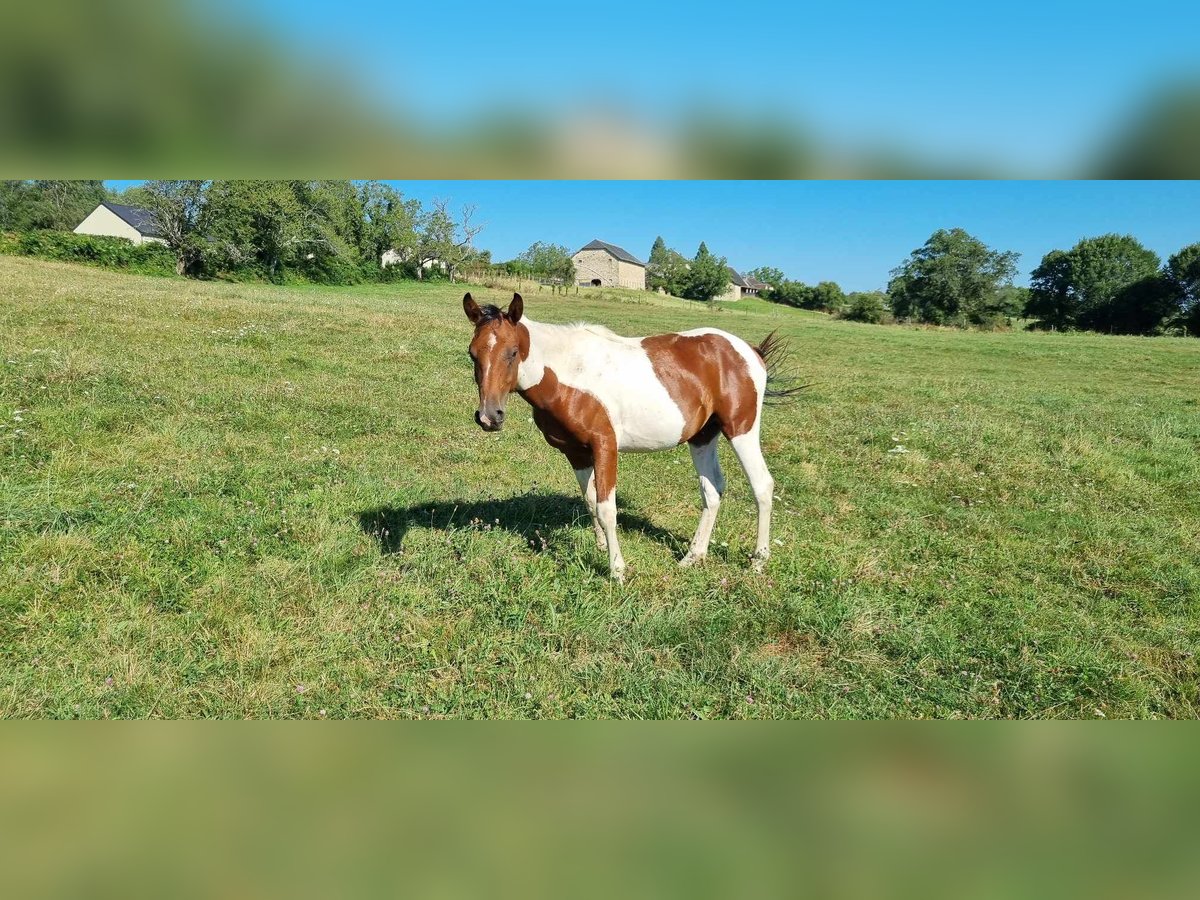 Arabian Partbred Stallion 2 years 15,1 hh Tobiano-all-colors in Saint-Martial-Entraygues