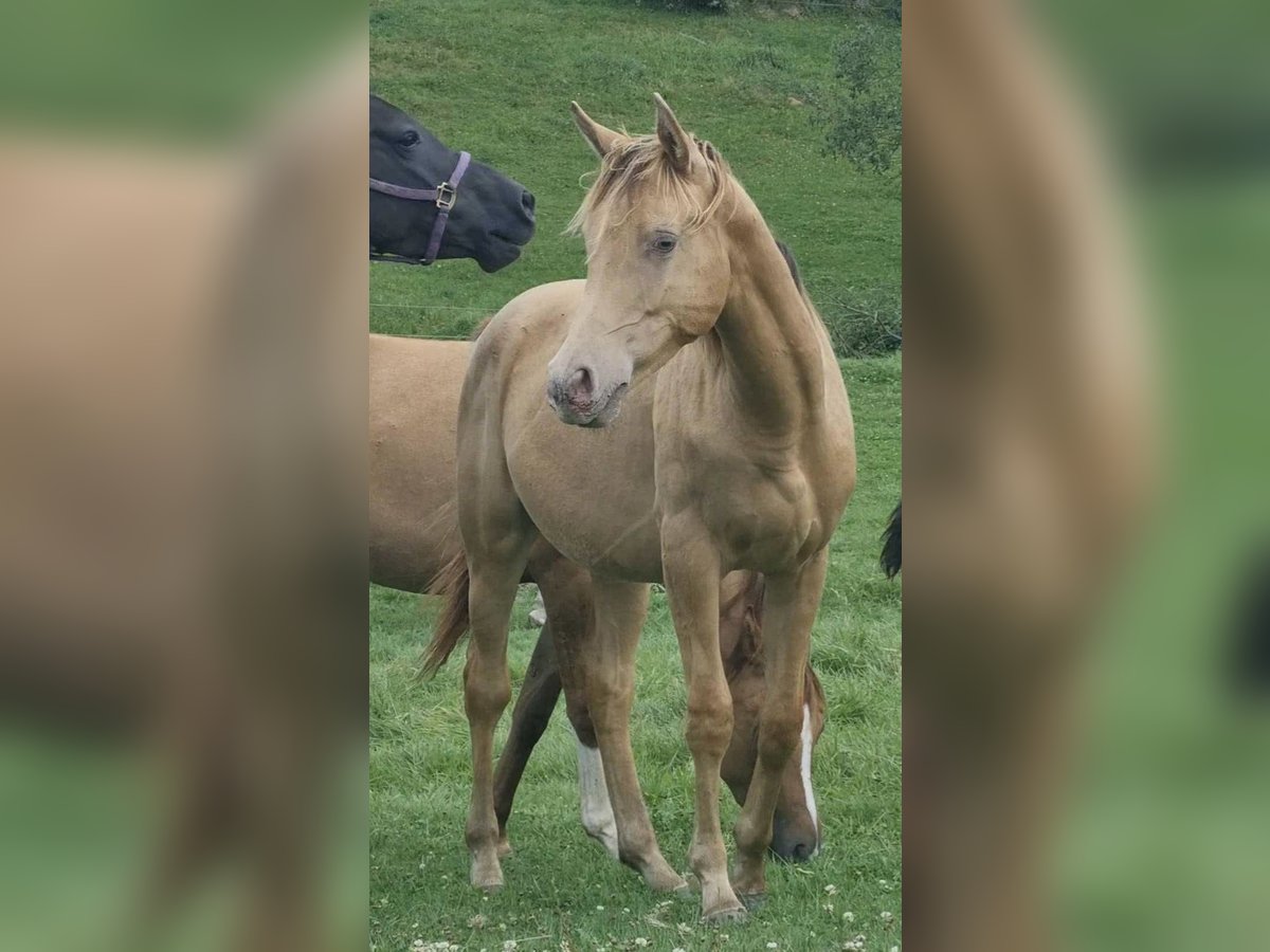 Arabian Partbred Stallion 2 years 15,1 hh Champagne in Haunetal