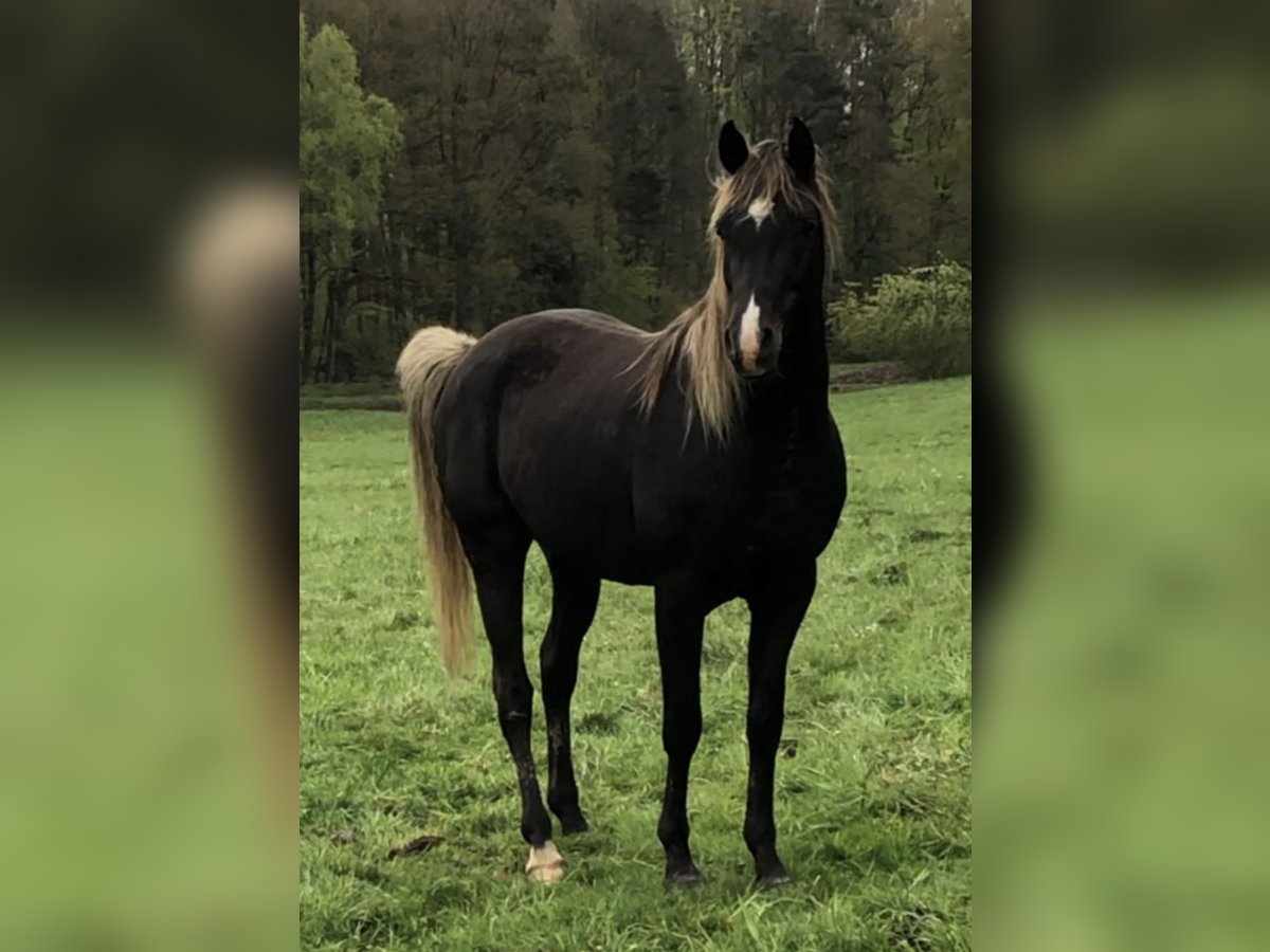 Arabian Partbred Stallion 5 years 15,1 hh in Haunetal