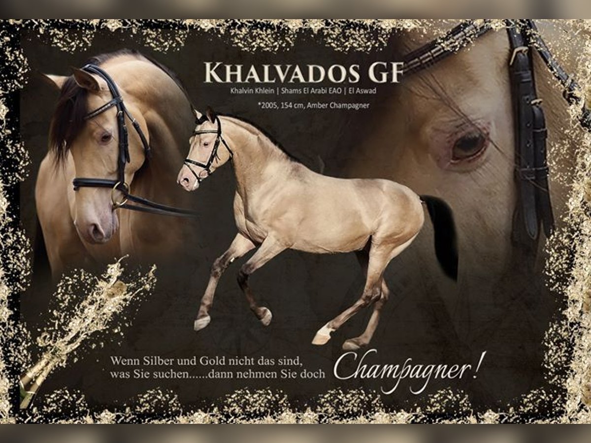 Arabian Partbred Stallion Champagne in Beaumont pied-de-boeuf