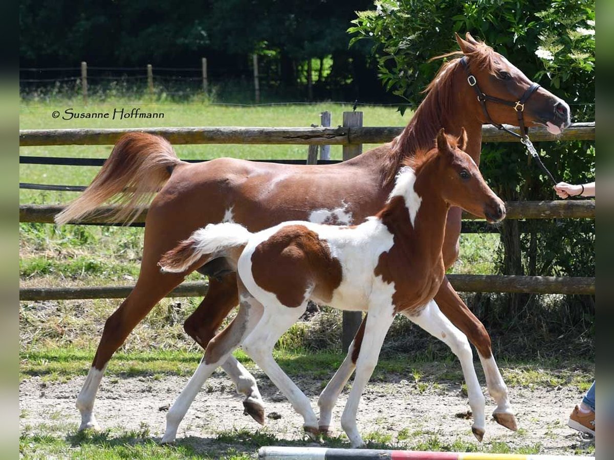 Arabian Partbred Stallion Foal (05/2025) 15,1 hh Tobiano-all-colors in G&#xF6;denroth