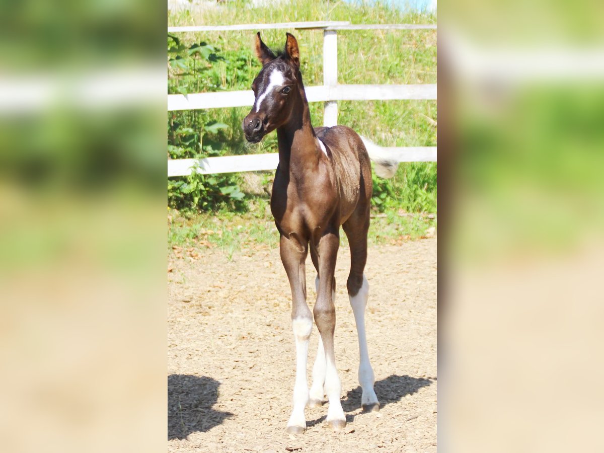 Arabian Partbred Stallion  15,2 hh Tobiano-all-colors in Plaschischen
