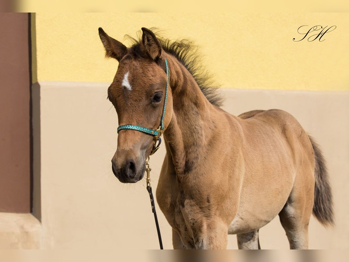 Arabian Partbred Stallion Foal (06/2024) 15 hh in Coswig (Anhalt)