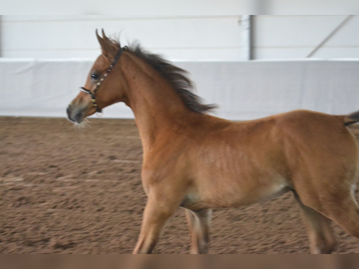 Arabian Partbred Stallion Foal (03/2025) 15,1 hh Brown in Steinheim