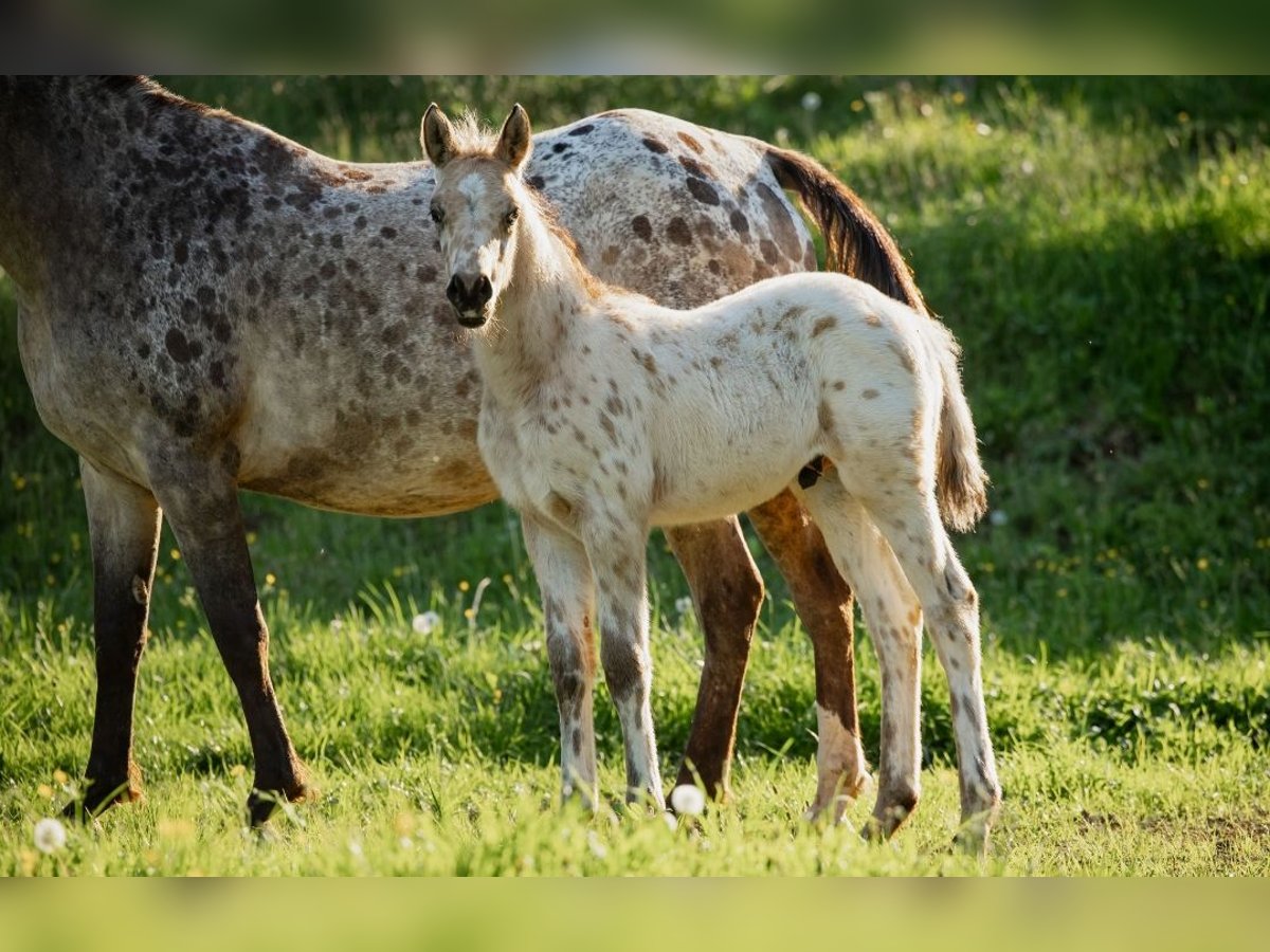 Arabian Partbred Stallion  15,1 hh Leopard-Piebald in Plaschischen