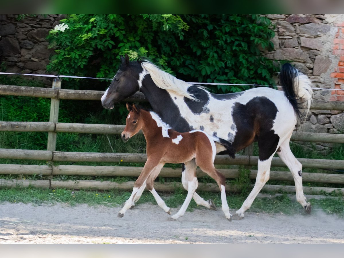 Arabian Partbred Stallion Foal (05/2025) 15,1 hh Tobiano-all-colors in Seeboden am Millst&#xE4;tter See