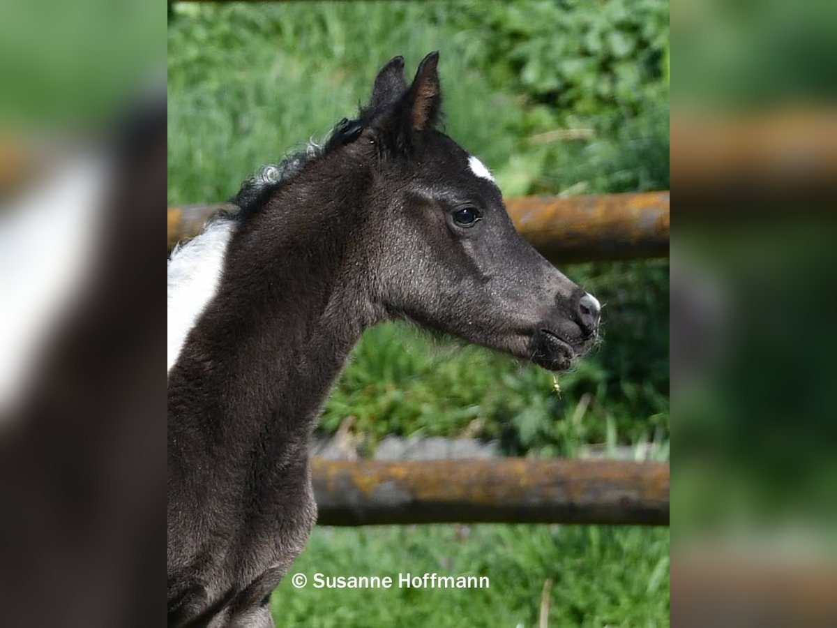 Arabian Partbred Stallion Foal (03/2026) 15,1 hh Tobiano-all-colors in Mörsdorf