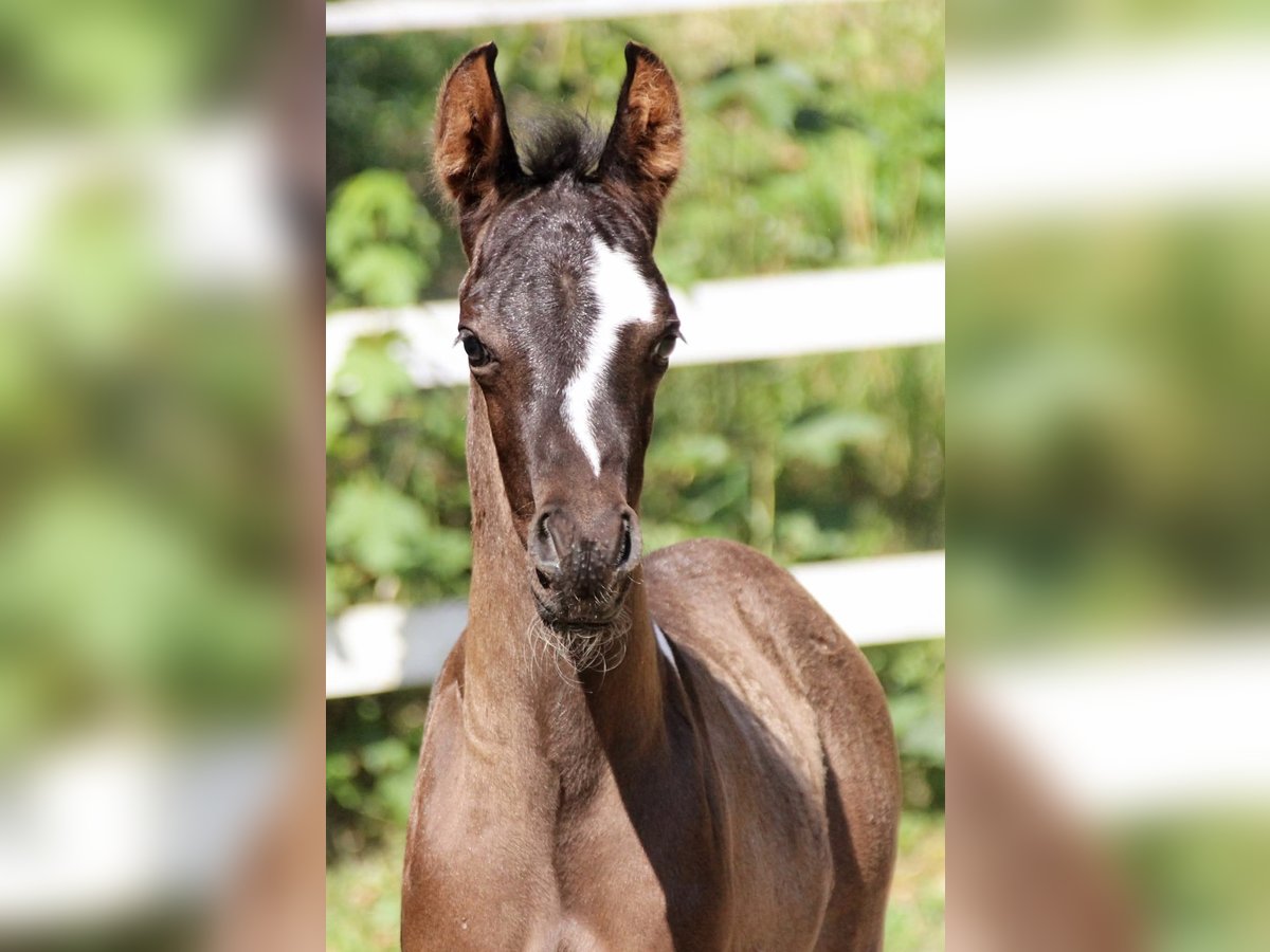Arabian Partbred Stallion Foal (06/2025) 15,2 hh Tobiano-all-colors in Plaschischen