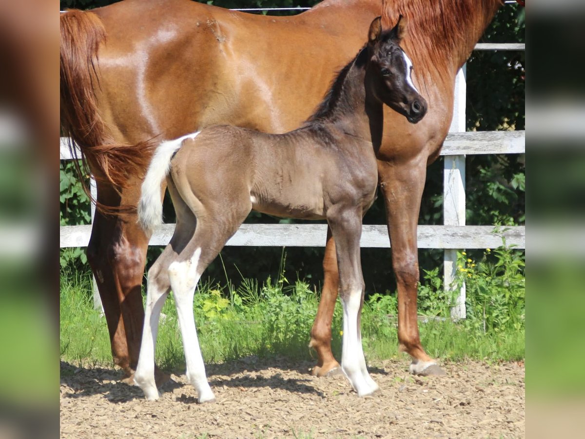 Arabian Partbred Stallion  15,2 hh Tobiano-all-colors in Plaschischen