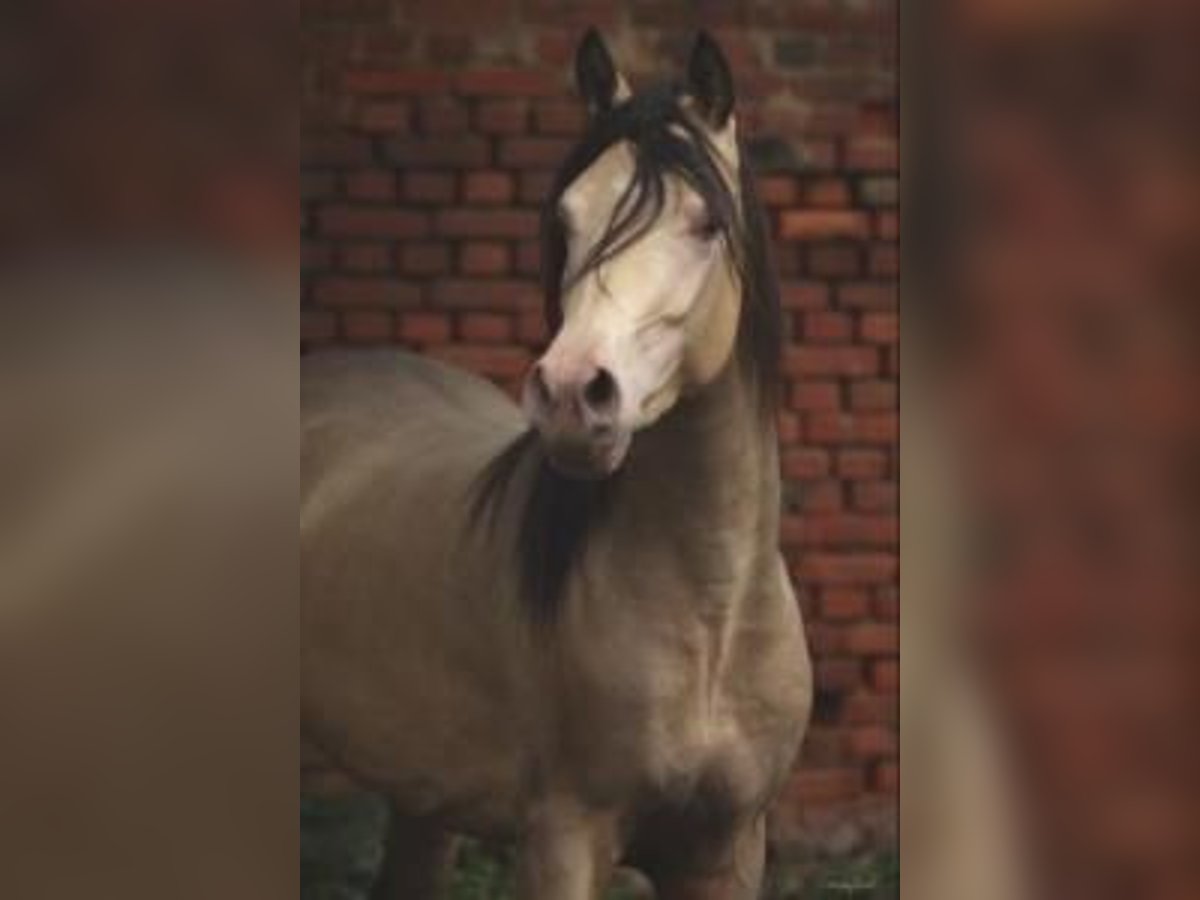 Arabian Partbred Stallion in Beaumont pied-de-boeuf