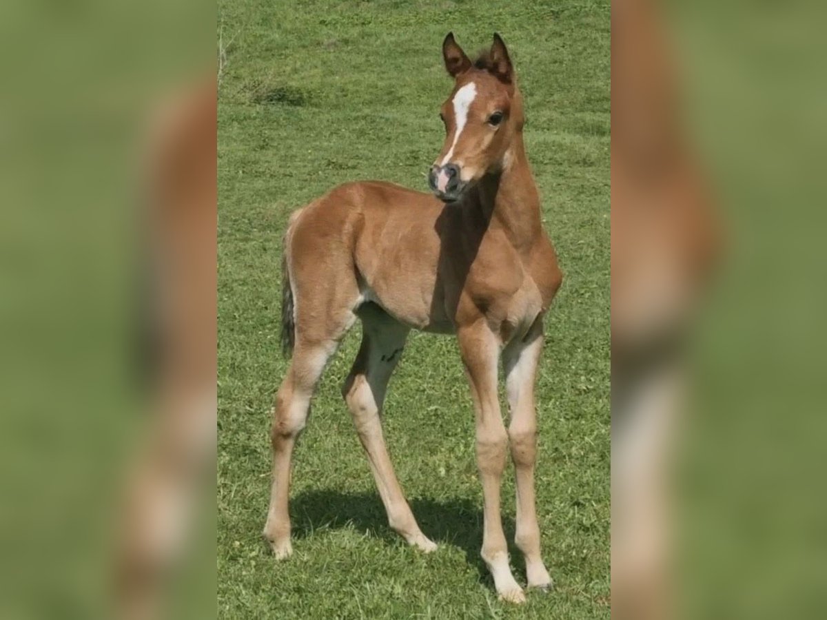 Arabisch Partbred Hengst 1 Jaar 156 cm Bruin in Haunetal