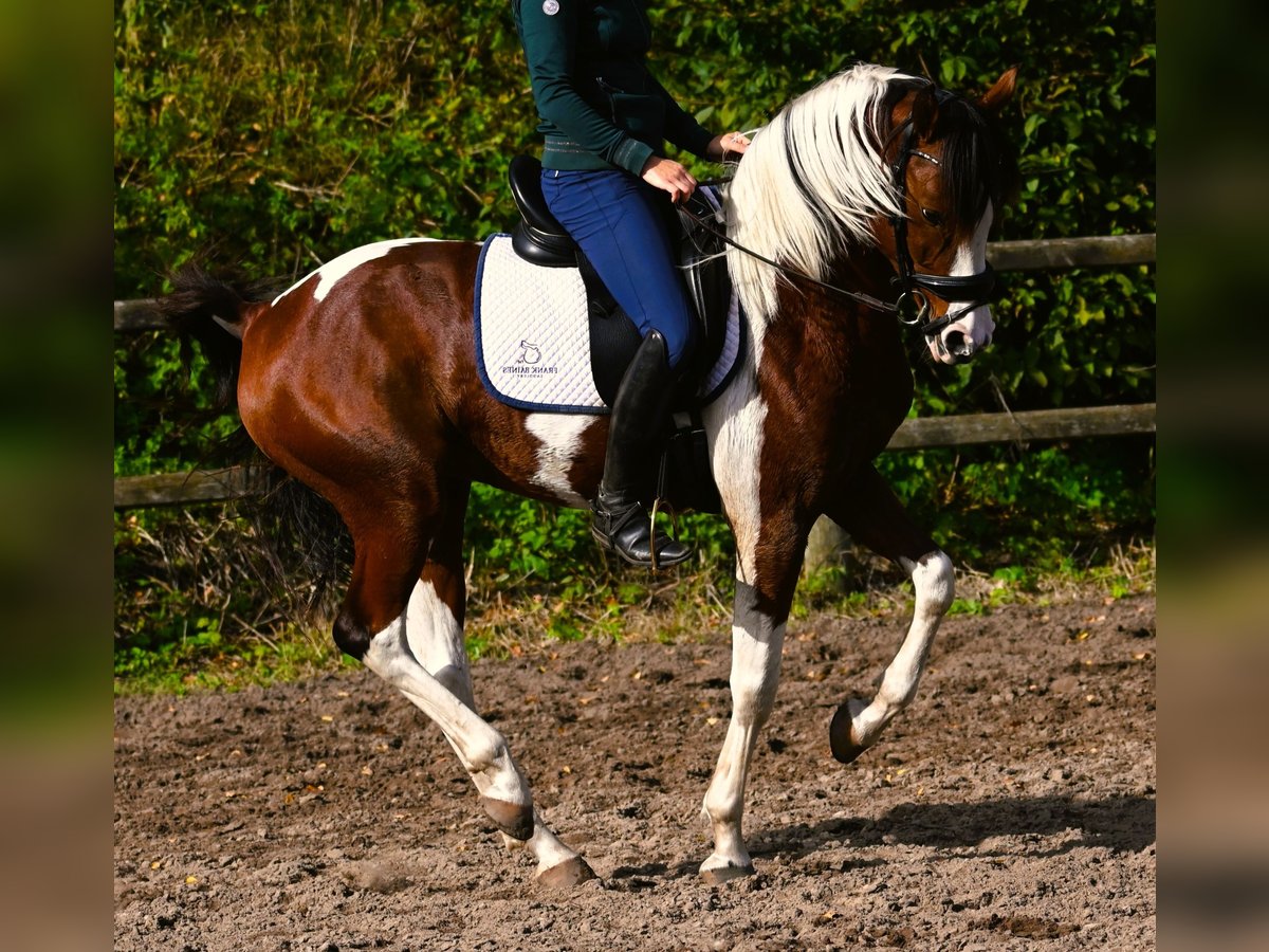 Arabisch Partbred Hengst Gevlekt-paard in Nuland