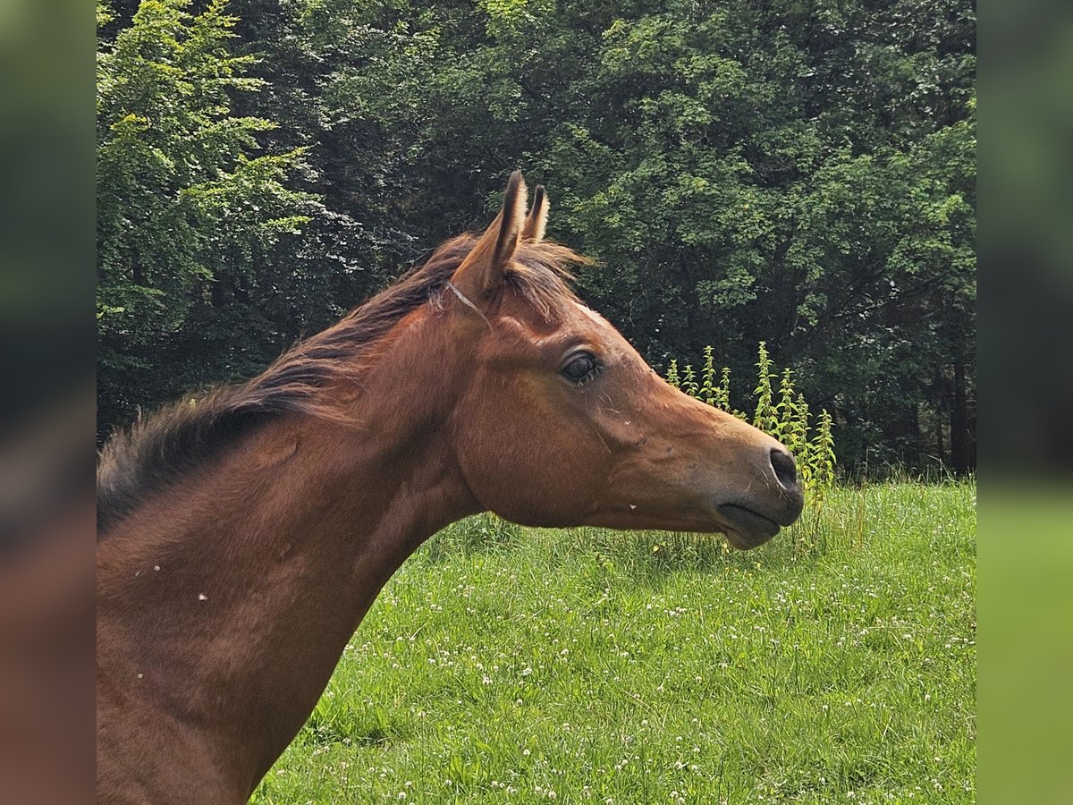 Arabisch Partbred Mix Hengst veulen (03/2024) 150 cm in Simmerath