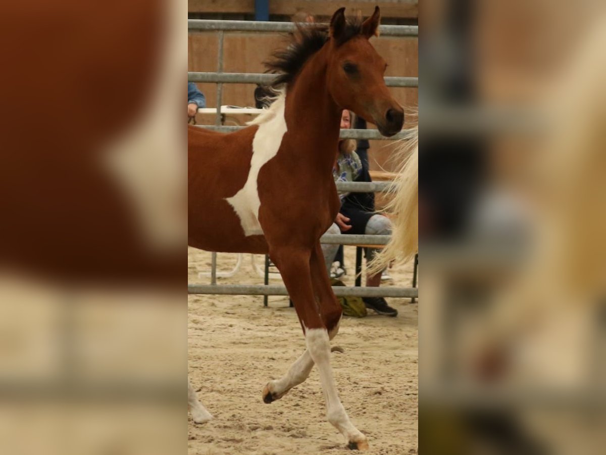 Arabisch Partbred Hengst veulen (04/2024) 150 cm Tobiano-alle-kleuren in Sulingen