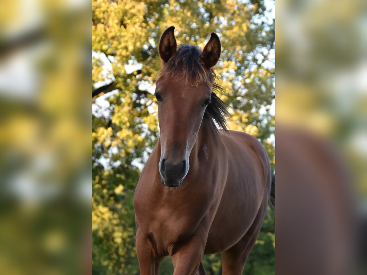 Arabisch Partbred Hengst Veulen (03/2025) Bruin in Mouzieys Panens