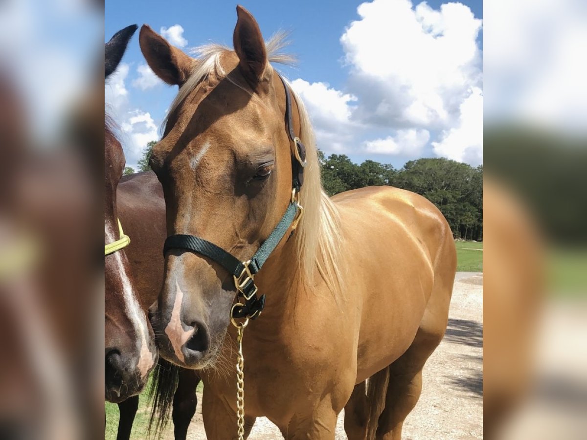 Arabisch Partbred Mix Merrie 17 Jaar 163 cm Palomino in Bacliff