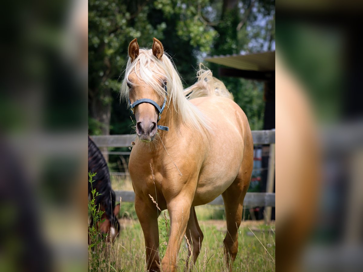 Arabisch Partbred Merrie 1 Jaar 148 cm in Renaix