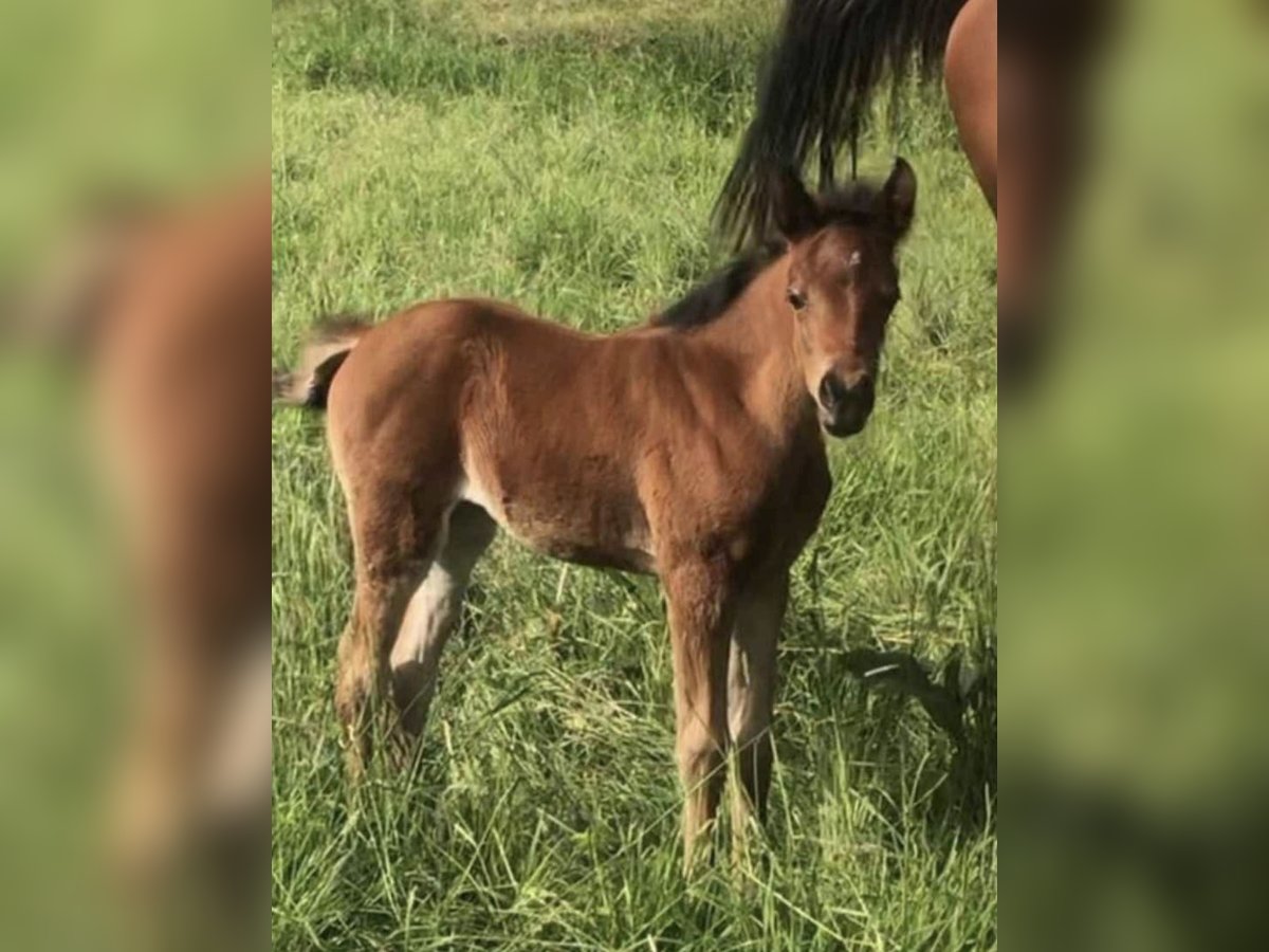 Arabisch Partbred Merrie 1 Jaar 150 cm Bruin in Haunetal