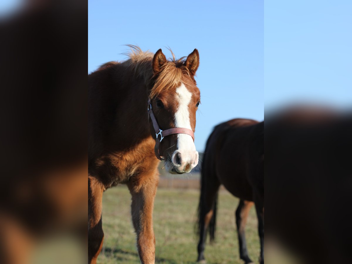 Arabisch Partbred Merrie 1 Jaar Vos in Kladruby