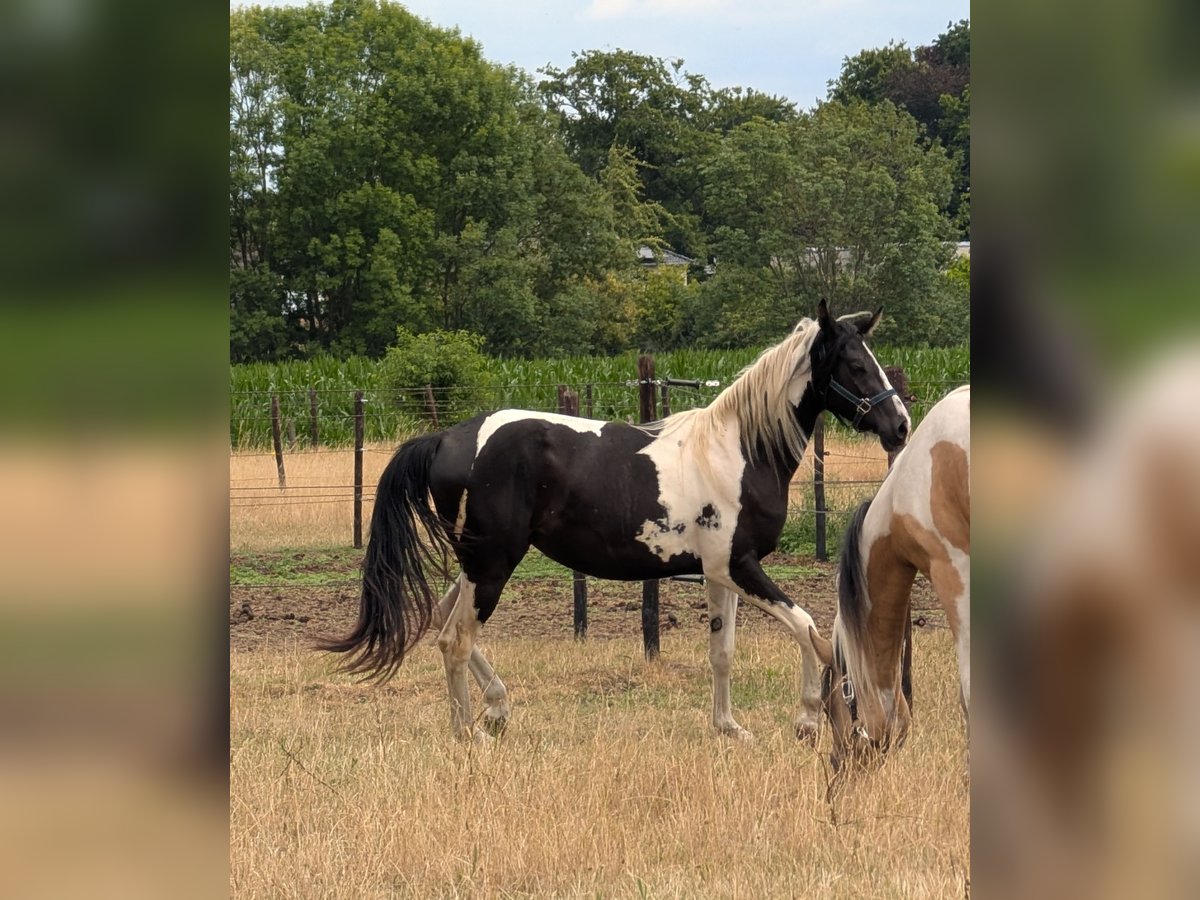 Arabisch Partbred Merrie 2 Jaar 155 cm Tobiano-alle-kleuren in MEERHOUT