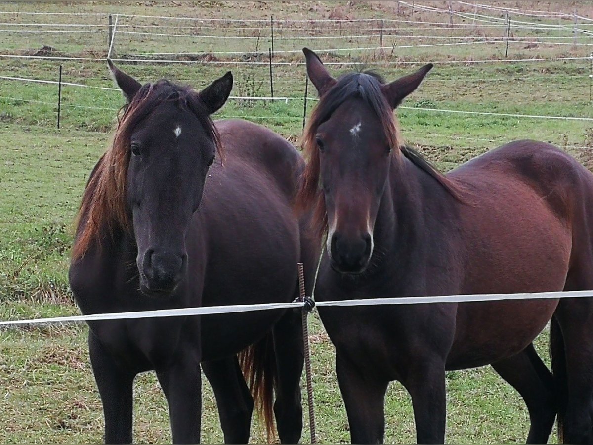 Arabisch Partbred Merrie 2 Jaar 158 cm in Bad Endbach