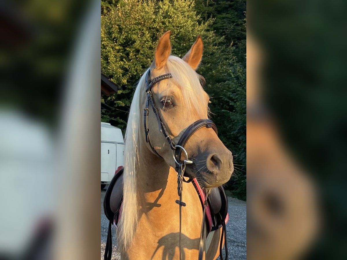 Arabisch Partbred Merrie 4 Jaar 140 cm Palomino in Wald AR