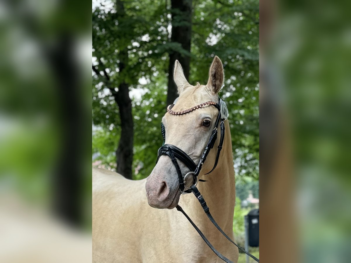Arabisch Partbred Merrie 4 Jaar 147 cm Champagne in Steinau