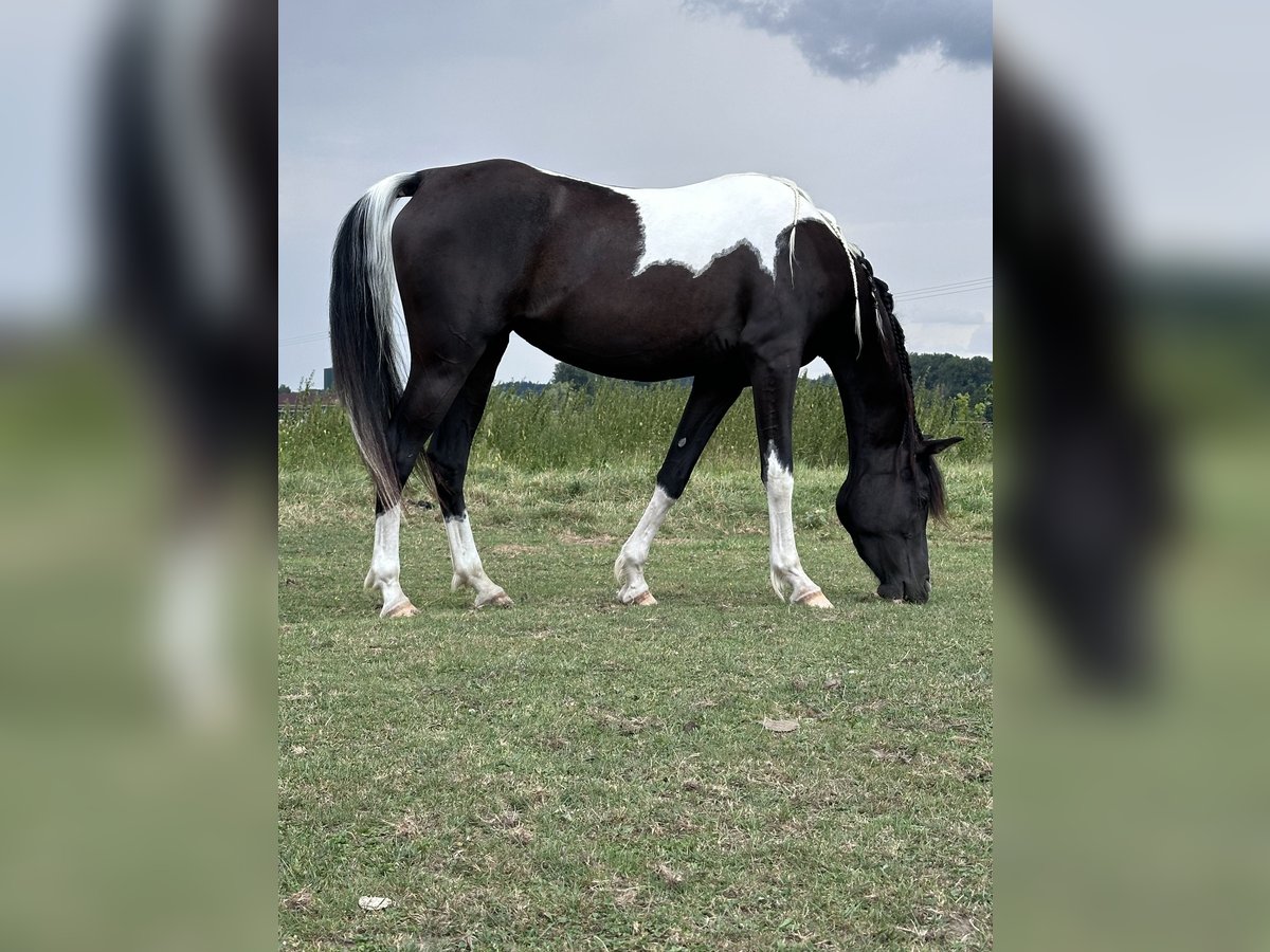 Arabisch Partbred Merrie 4 Jaar 150 cm Gevlekt-paard in Augsburg