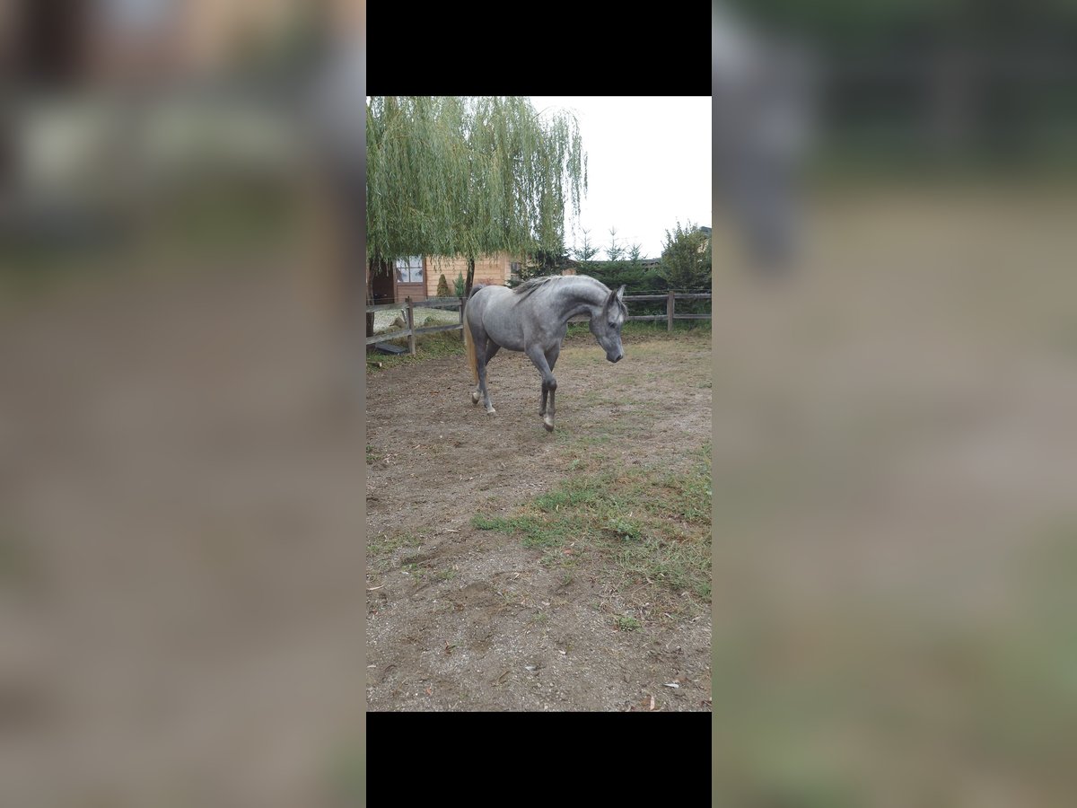 Arabisch Partbred Merrie 4 Jaar Schimmel in Barcani