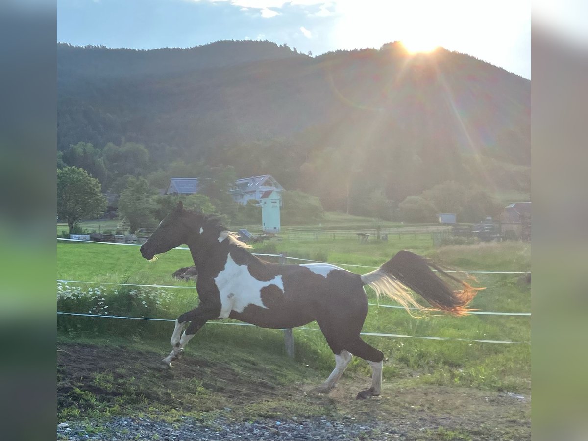 Arabisch Partbred Mix Merrie 5 Jaar 156 cm Gevlekt-paard in Kerschdorf 67